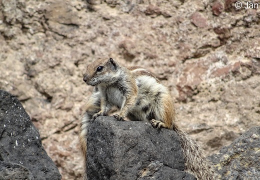 Fuerteventura (4 von 76)